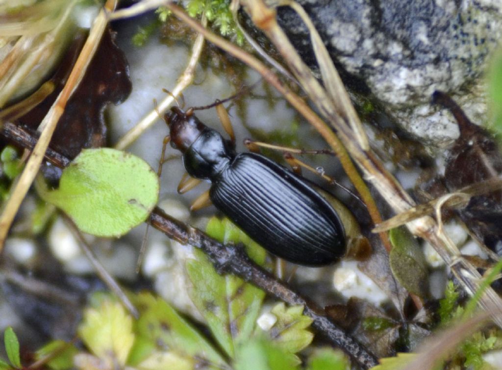 Carabidae: Nebria picicornis?  S !